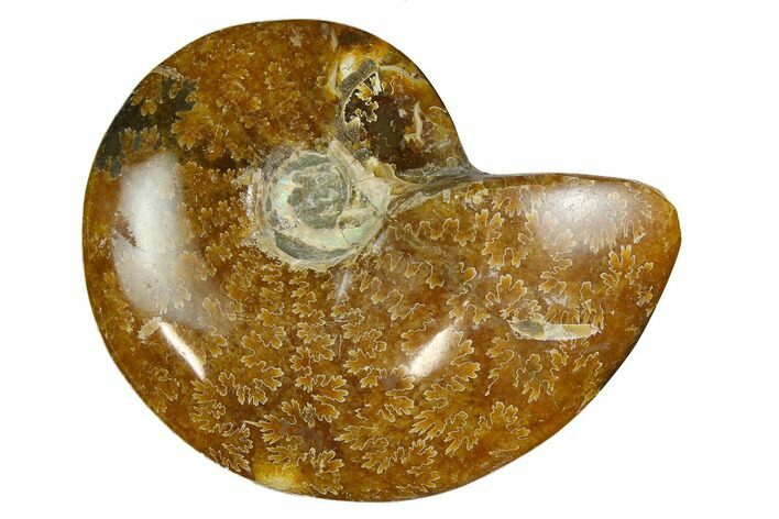 Polished, Agatized Ammonite (Cleoniceras) - Madagascar #164146